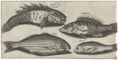 Bockfish, aborre, kutling og en ukendt fisk Fiskeri (serietitel) Piscivm vivae ikoner (serietitel) af Pierre Firens