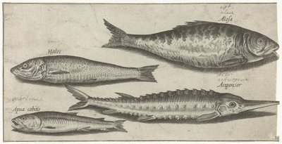 Shad, stør, lugt og en sild Fiskeri (serietitel) Piscium vivae-ikoner (serietitel) af Pierre Firens