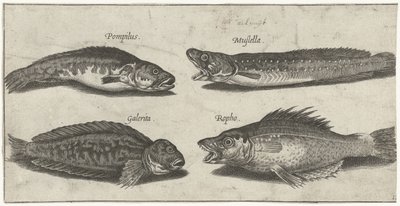 Fork torsk, havabborre, hornede blenny og en sort fisk Fiskeri (serietitel) Piscivm vivae ikoner (serietitel) af Pierre Firens
