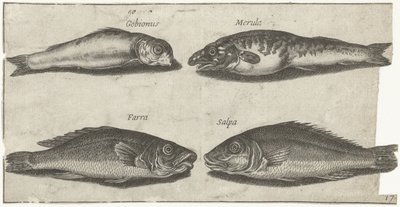 Kutling, bogo, hvilling og en anden fisk Fiskeri (serietitel) Piscivm vivae ikoner (serietitel) af Pierre Firens