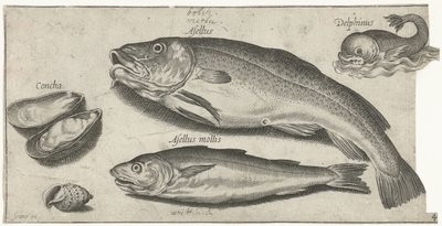 Torsk, hvilling, en delfin og skaller Fiskeri (serietitel) Piscium vivae-ikoner (serietitel) af Pierre Firens