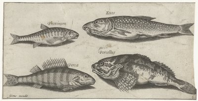 Karper, minnow, havkat og en aborre Fiskeri (serietitel) Piscium vivae-ikoner (serietitel) af Pierre Firens