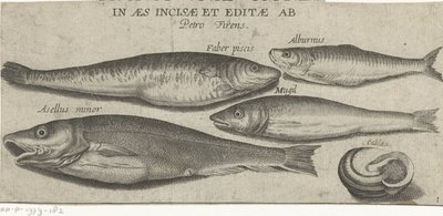 Brisling, karper, multe, små torsk og en skal Fiskeri (serietitel) Piscivm vivae ikoner (serietitel på objekt) af Pierre Firens