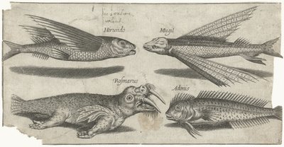 Flyvende grynt, klump, blenny og en hvalros Fiskeri (serietitel) Piscivm vivae ikoner (serietitel) af Pierre Firens