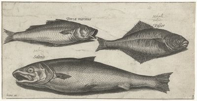 Havaborre, tunge og en laks Fiskeri (serietitel) Piscium vivae-ikoner (serietitel) af Pierre Firens