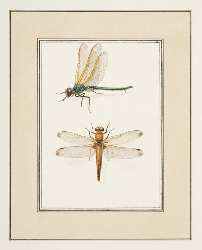 Dragonflies, ca. 1755-65 (akvarel på papir) af Pierre Francois Ledoulx