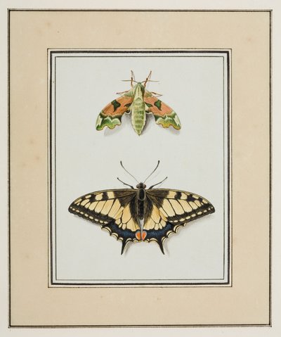 Hawk Moth and Old World Swallowtail Butterfly, ca. 1755-65 (akvarel på papir) af Pierre Francois Ledoulx