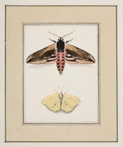 Ligusterhøgmøl og almindelig svovl, ca. 1755-65 (akvarel på papir) af Pierre Francois Ledoulx