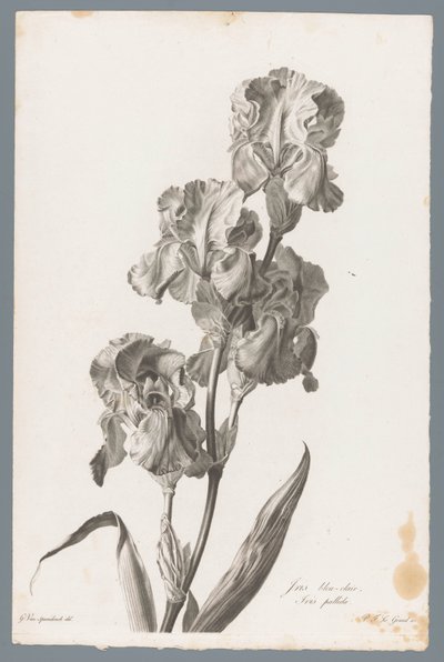 Dalmatisk iris Lyseblå iris / Iris pallida (titel på objekt) Blomster hentet fra naturen (...) (serietitel) af Pierre François Legrand