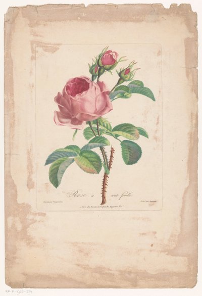 Honderdbladige roos Hundred Leaf Rose (titel på objekt) af Pierre François Legrand