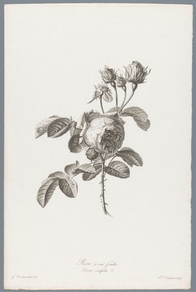 Honderdbladige roos Hundredebladet rose / Rosa centifolia L. (titel på objekt) Blomster hentet fra naturen (...) (serietitel) af Pierre François Legrand