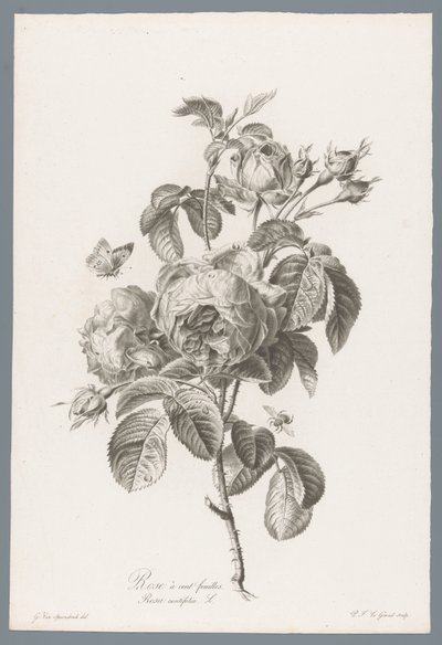 Honderdbladige roos Hundredebladet rose / Rosa centifolia L. (titel på objekt) Blomster hentet fra naturen (...) (serietitel) af Pierre François Legrand