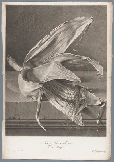 Majs Majs, hvede fra Tyrkiet / Zea Mays L. (titel på objekt) Blomster hentet fra naturen (...) (serietitel) af Pierre François Legrand