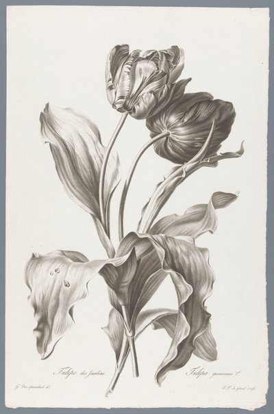 tulp Have Tulip / Tulipa gesneriana L. (titel på objekt) Blomster hentet fra naturen (...) (serietitel) af Pierre François Legrand