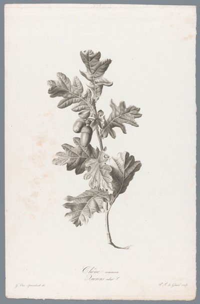 Zomerik Almindelig eg / Quercus robur L. (titel på objekt) Blomster hentet fra naturen (...) (serietitel) af Pierre François Legrand
