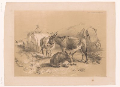 Studie af tre æsler Cooper