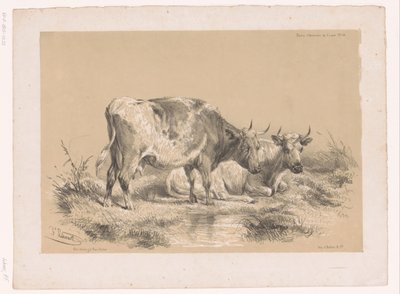 Undersøgelse af to køer Cooper