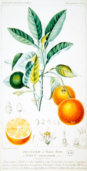 Citrus Aurantium eller Sevilla Orange, ca. 1820 (farvegravering) af Pierre Jean Francois (after) Turpin