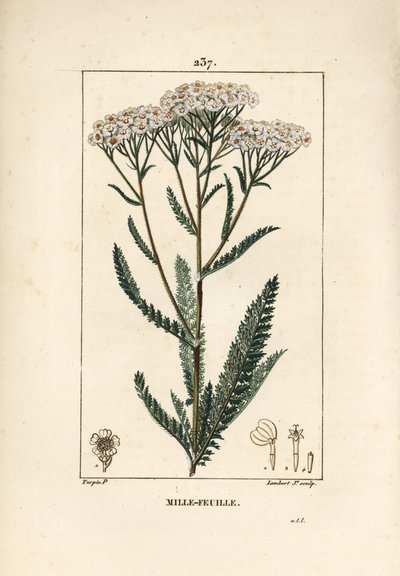 Achillee yarrow - Røllike, Achillea millefolium. Håndkoloreret kobberstik af Lambert Junior efter en tegning af Pierre Jean-Francois Turpin fra Chaumeton, Poiret og Chamberets "" La Flore Medicale,"" Paris, Panckoucke af Pierre Jean Francois Turpin