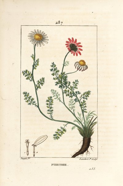 African Pyrethrum - Pellitory of Spain, Anthemis pyrethrum (Anacyclus pyrethrum) med blomster, blade, stilk og rødder. Håndfarvet stiplet kobberstik af Lambert Junior efter en tegning af Pierre Jean-Francois Turpin fra Chaumeton, Poiret og Cham af Pierre Jean Francois Turpin