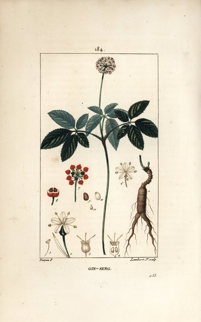 Amerikansk ginseng ou a cinq foldere - Ginseng, Panax quinquefolium, med blomst, blade, frø og rod. Håndfarvet stipplet kobberstik af Lambert Junior efter en tegning af Pierre Jean-Francois Turpin fra Chaumeton, Poiret og Chamberets "" La Fl af Pierre Jean Francois Turpin