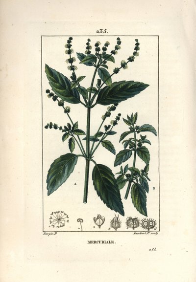 Annual Mercuriale - Mercurial, Mercurialis annua. Håndkoloreret kobberstik af Lambert Junior efter en tegning af Pierre Jean-Francois Turpin fra Chaumeton, Poiret og Chamberets "" La Flore Medicale,"" Paris, Panckoucke af Pierre Jean Francois Turpin