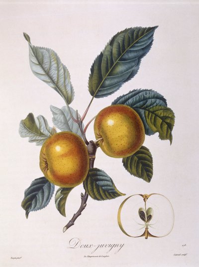 Æble "Doux-Juvigny" Henry Louis Duhamel du Monceau, botanisk plade af Pierre Jean Francois Turpin af Pierre Jean Francois Turpin
