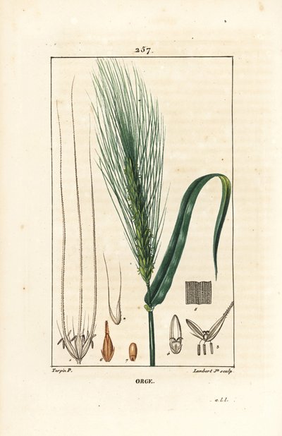 Byg - Byg, Hordeum vulgare, med stilk, blad og frøspids. Håndfarvet stiplet kobberstik af Lambert Junior fra en tegning af Pierre Jean-Francois Turpin fra Chaumeton, Poiret og Chamberets "" La Flore Medicale,"" Paris, Panckouck af Pierre Jean Francois Turpin