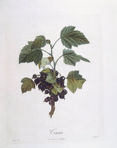 Solbær (Ribes nigrum) eller solbær Noir de Bourgogne Henry Louis Duhamel du Monceau, botanisk plade af Pierre Jean Francois Turpin af Pierre Jean Francois Turpin