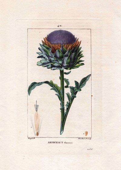 Botanisk: artiskok - Artiskokplante, blade og blomst, Cynara cardunculus. Håndkoloreret kobberstik af Lambert efter en tegning af Pierre Jean-Francois Turpin fra Chaumeton, Poiret et Chamberets "" La Flore Medicale,"" Paris, Panckouc af Pierre Jean Francois Turpin