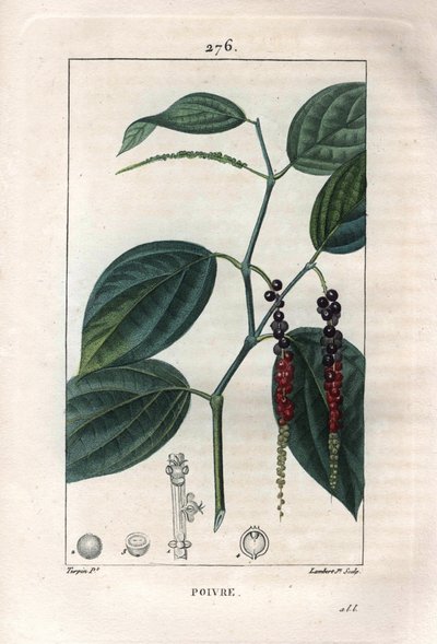 Botanisk: sort peber - Sort peber med blade og peberkorn, Piper nigrum. Håndfarvet stiplet kobberstik af Lambert efter en tegning af Pierre Jean-Francois Turpin fra Chaumeton, Poiret et Chamberets "" La Flore Medicale,"" Paris, Panck af Pierre Jean Francois Turpin