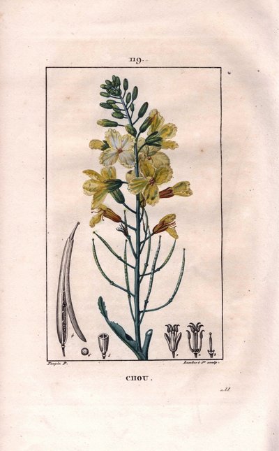 Botanisk: kålblomst - Kålblomst, Brassica oleracea. Håndkoloreret kobberstik af Lambert efter en tegning af Pierre Jean-Francois Turpin fra Chaumeton, Poiret et Chamberets "" La Flore Medicale,"" Paris, Panckoucke af Pierre Jean Francois Turpin