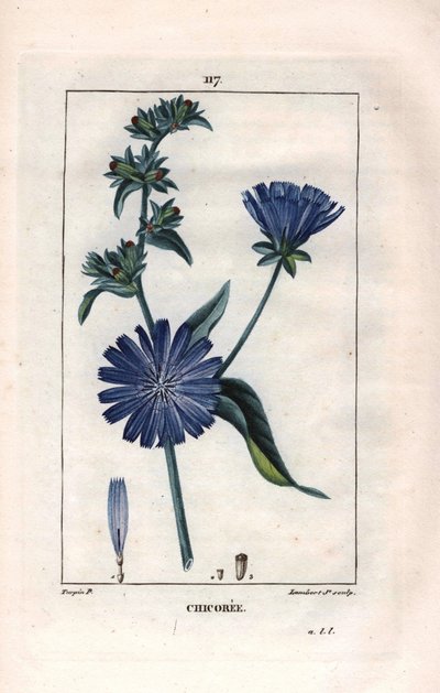 Botanisk: chicoree med blomst - Cikorieplante og blomst, Cichorium intybus. Håndkoloreret kobberstik af Lambert efter en tegning af Pierre Jean-Francois Turpin fra Chaumeton, Poiret et Chamberets "" La Flore Medicale,"" Paris, Panckouc af Pierre Jean Francois Turpin