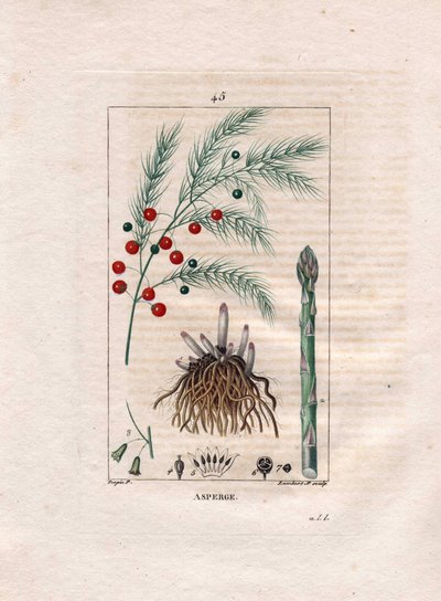 Botanik: asparges - Asparges rod, blomst og frugt, Asparagus officinalis. Håndkoloreret kobberstik af Lambert efter en tegning af Pierre Jean-Francois Turpin fra Chaumeton, Poiret et Chamberets "" La Flore Medicale,"" Paris, Panckoucke af Pierre Jean Francois Turpin