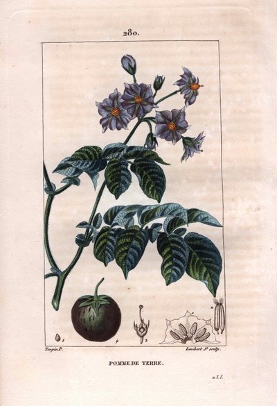 Botanik: kartoffel - Kartoffelplante, blomster og frugt, Solanum tuberosum. Håndkoloreret kobberstik af Lambert efter en tegning af Pierre Jean-Francois Turpin fra Chaumeton, Poiret et Chamberets "" La Flore Medicale,"" Paris, Panckoucke af Pierre Jean Francois Turpin