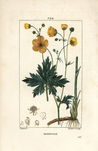 Smørblomst - Opretstående kragefod, Ranunculus acris, med blomst, blad, stilk og rod. Håndfarvet stiplet kobberstik af Lambert Junior efter en tegning af Pierre Jean-Francois Turpin fra Chaumeton, Poiret og Chamberets "" La Flore Medicale,"" Pa af Pierre Jean Francois Turpin