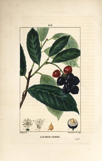 Kirsebær laurbær - Kirsebær laurbær, Prunus laurocerasus, med blade, frugt og frø. Håndfarvet stiplet kobberstik af Lambert Junior efter en tegning af Pierre Jean-Francois Turpin fra Chaumeton, Poiret og Chamberets "" La Flore Medicale,"" Paris, af Pierre Jean Francois Turpin