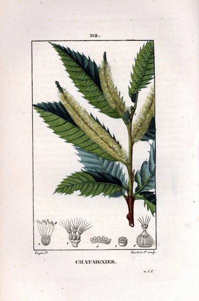 Kastanjegren - Sødt kastanjetræ, Castanea sylvestris. Håndkoloreret kobberstik af Lambert Junior efter en tegning af Pierre Jean-Francois Turpin fra Chaumeton, Poiret et Chamberets "La Flore Medicale," Paris, Panckoucke af Pierre Jean Francois Turpin