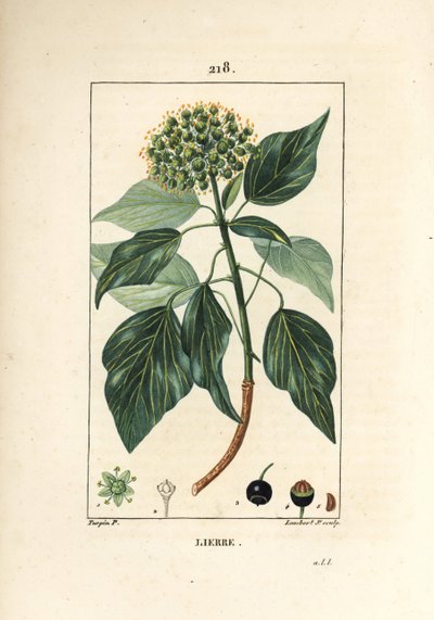 Klatrevedbend - Almindelig efeu, Hedera helix. Håndkoloreret kobberstik af Lambert Junior efter en tegning af Pierre Jean-Francois Turpin fra Chaumeton, Poiret og Chamberets "" La Flore Medicale,"" Paris, Panckoucke af Pierre Jean Francois Turpin