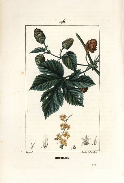 Klatrehumle - Humle, Humulus lupulus. Håndkoloreret kobberstik af Lambert Junior efter en tegning af Pierre Jean-Francois Turpin fra Chaumeton, Poiret og Chamberets "" La Flore Medicale,"" Paris, Panckoucke af Pierre Jean Francois Turpin