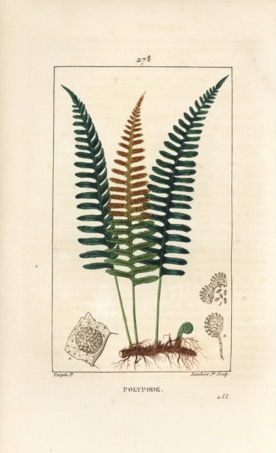 Almindelig polypod - Polypod bregne, Polypodium vulgare, med blade, frø og rod. Håndkoloreret kobberstik af Lambert Junior efter en tegning af Pierre Jean-Francois Turpin fra Chaumeton, Poiret og Chamberets "" La Flore Medicale,"" Paris, P. af Pierre Jean Francois Turpin