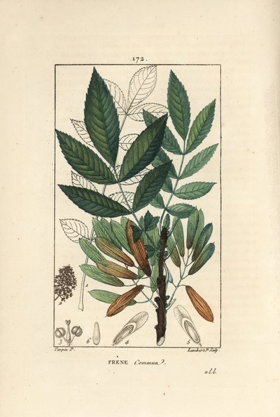Almindelig ask eller ask eleve - Asketræ, Fraxinus excelsior, viser gren, blade, frø og blade i omrids. Håndkoloreret kobberstik af Lambert Junior efter en tegning af Pierre Jean-Francois Turpin fra Chaumeton, Poiret et Chamberets "" af Pierre Jean Francois Turpin