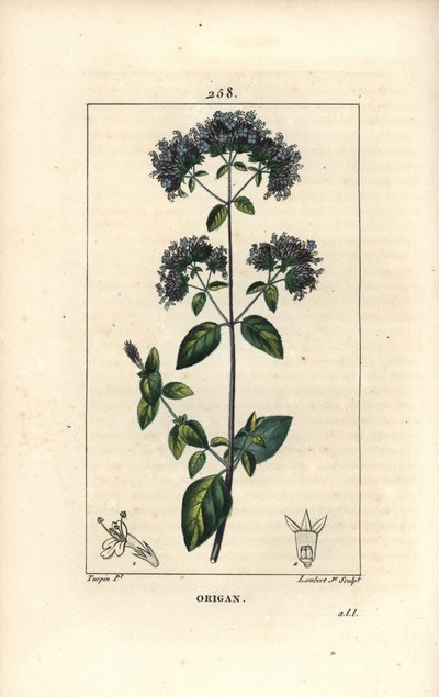 Almindelig oregano, også kaldet vild merian - Oregano eller vild merian, Origanum vulgare, med blomst, blad, stilk og frø. Håndfarvet stiplet kobberstik af Lambert Junior efter en tegning af Pierre Jean-Francois Turpin fra Chaumeton, Poiret og af Pierre Jean Francois Turpin