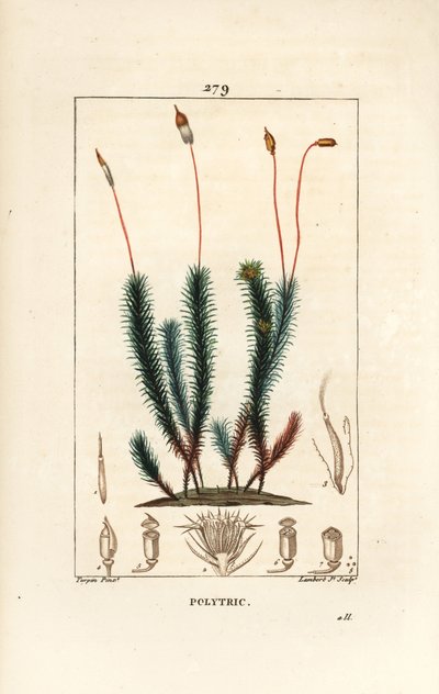 Almindelig polytrichum (skum) - Almindelig hårkappemos, Almindelig polytrichum. Håndkoloreret kobberstik af Lambert Junior efter en tegning af Pierre Jean-Francois Turpin fra Chaumeton, Poiret og Chamberets "" La Flore Medicale,"" Paris, Panckoucke af Pierre Jean Francois Turpin