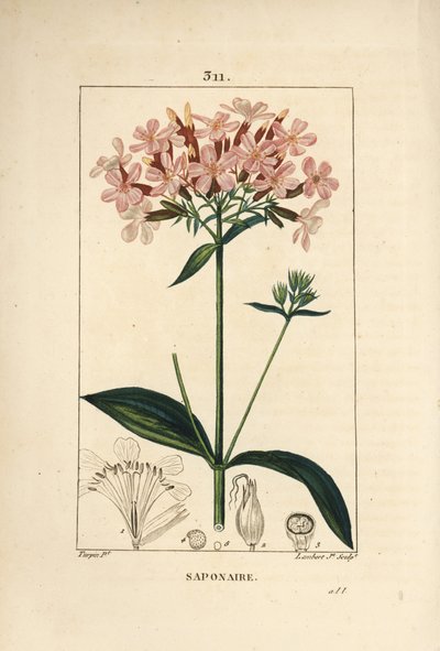 Almindelig soapwort, saponaria officinalis, med blomst, blad, stilk og frø. Håndfarvet stippel kobberplade-gravering af Lambert Junior fra en tegning af Pierre Jean-Francois Turpin fra Chaumeton, Poiret og Chamberet