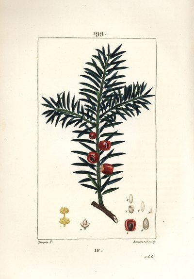 Almindelig taks eller taks en bær - Takstræ, Taxus baccata. Håndkoloreret kobberstik af Lambert Junior efter en tegning af Pierre Jean-Francois Turpin fra Chaumeton, Poiret og Chamberets "" La Flore Medicale,"" Paris, Panckoucke af Pierre Jean Francois Turpin