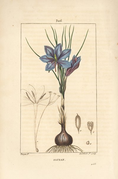 Krokus - Safrankrokus, Crocus sativus, der viser blomst, blade, stængel, løg og stigma. Håndkoloreret kobberstik af Lambert Junior efter en tegning af Pierre Jean-Francois Turpin fra Chaumeton, Poiret og Chamberets "" La Flore Medicale,"" af Pierre Jean Francois Turpin