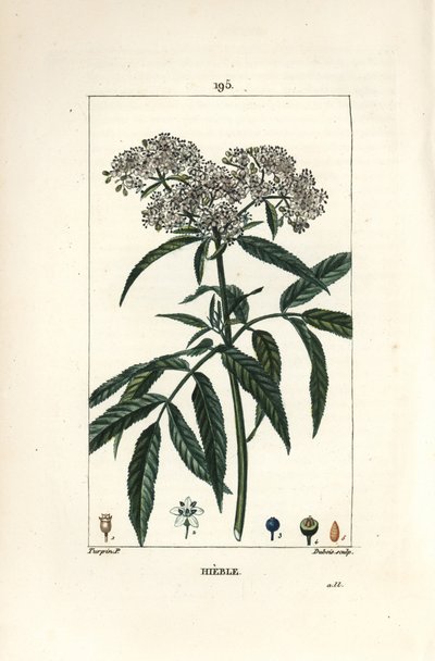 Dværgældste - Dværgældste, Sambucus humilis. Håndkoloreret kobberstik af Lambert Junior efter en tegning af Pierre Jean-Francois Turpin fra Chaumeton, Poiret og Chamberets "" La Flore Medicale,"" Paris, Panckoucke af Pierre Jean Francois Turpin