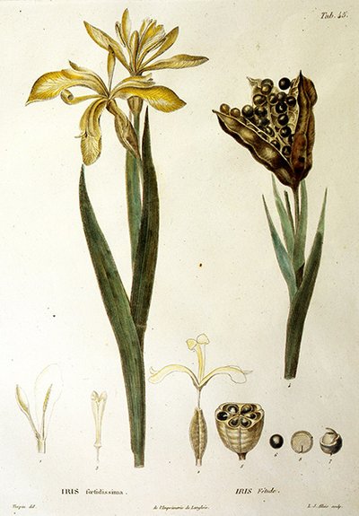 Fetid Iris, graveret af L. J. Allais (håndkoloreret gravering) af Pierre Jean Francois Turpin