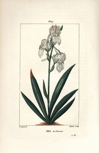 Florentinsk iris, Firenze Iris - Florentinsk iris, Iris florentina, blomst og blad. Håndkoloreret kobberstik af Dubois efter en tegning af Pierre Jean-Francois Turpin fra Chaumeton, Poiret og Chamberets "" La Flore Medicale,"" Paris, Pan af Pierre Jean Francois Turpin